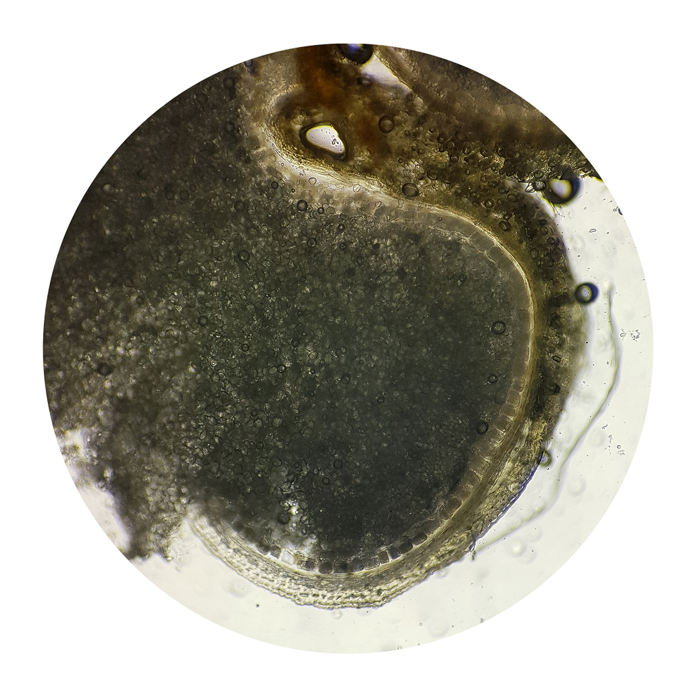 algae art microorganisms microscope microscopic microscopic photography Nature