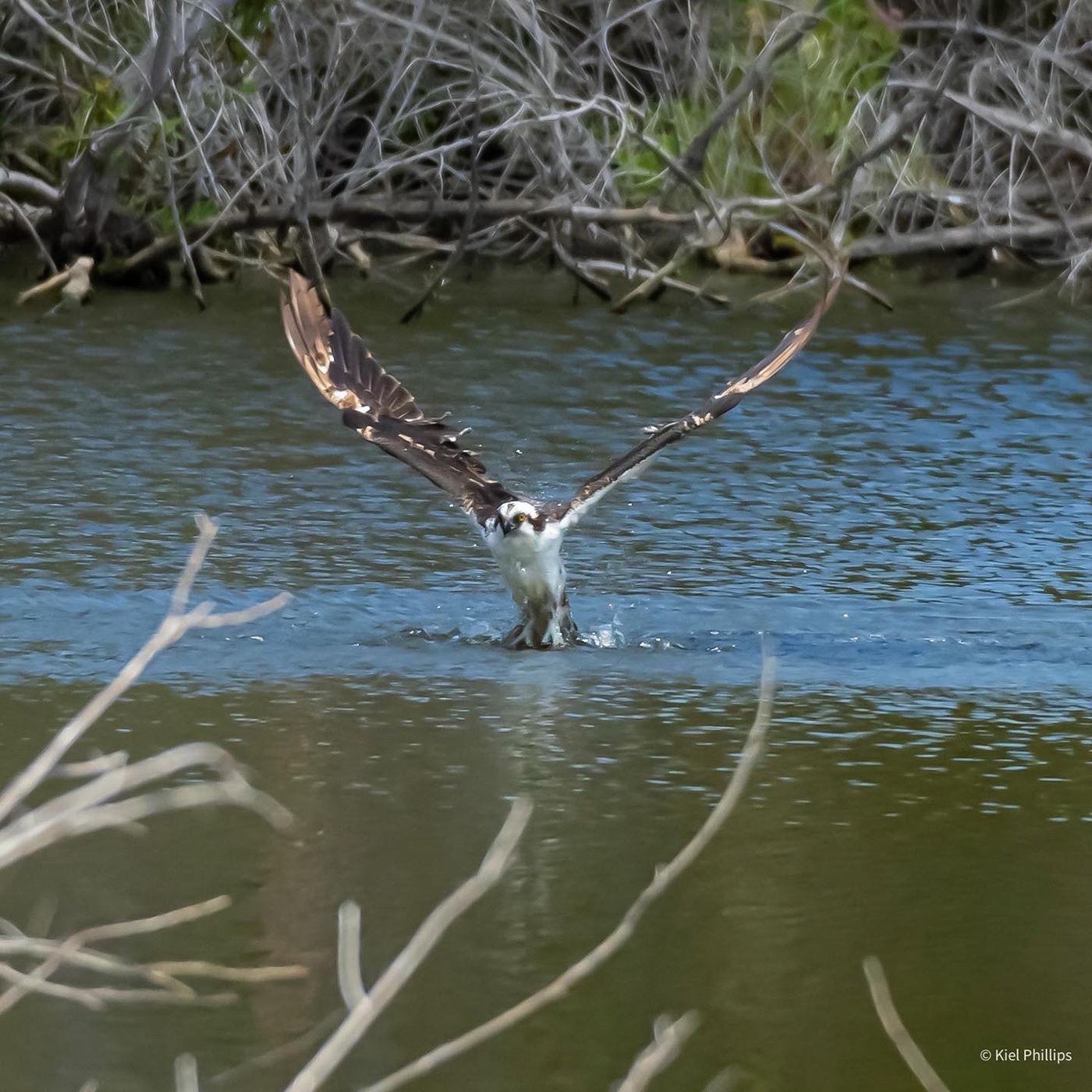 action birds Highspeed lake Osprey Park Photography 