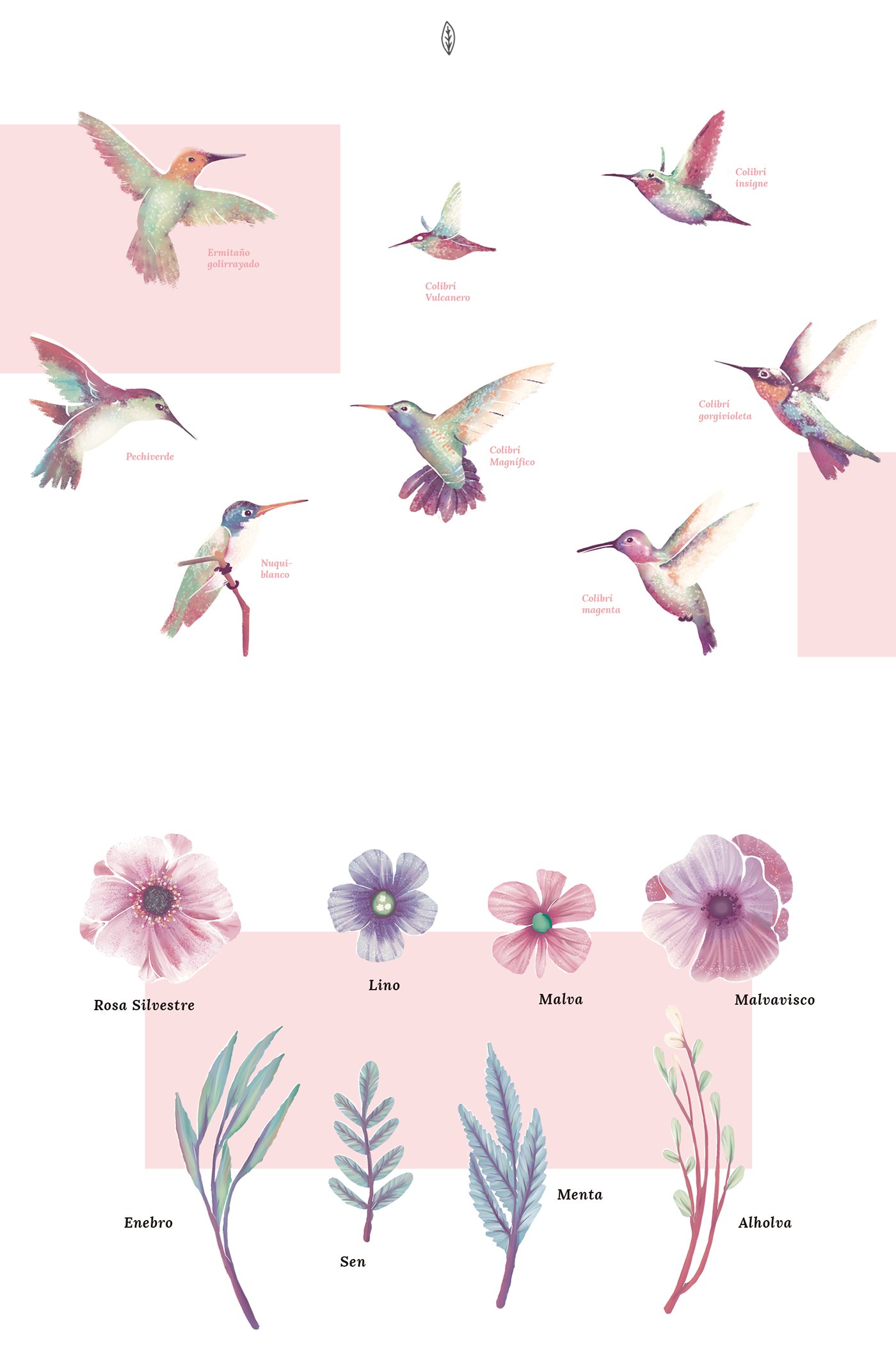fauna floral botanical colibri poster book Nature