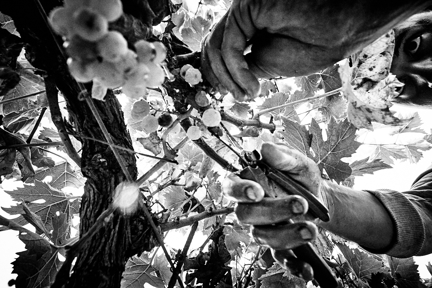 wine Muscat blackandwhite harvest somelier corporate agricoltura industrial reportage vino