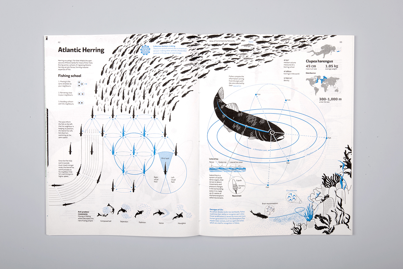 atlas network contemporary graphic design  Editorial Project fauna infographic data visualization risograph ILLUSTRATION 