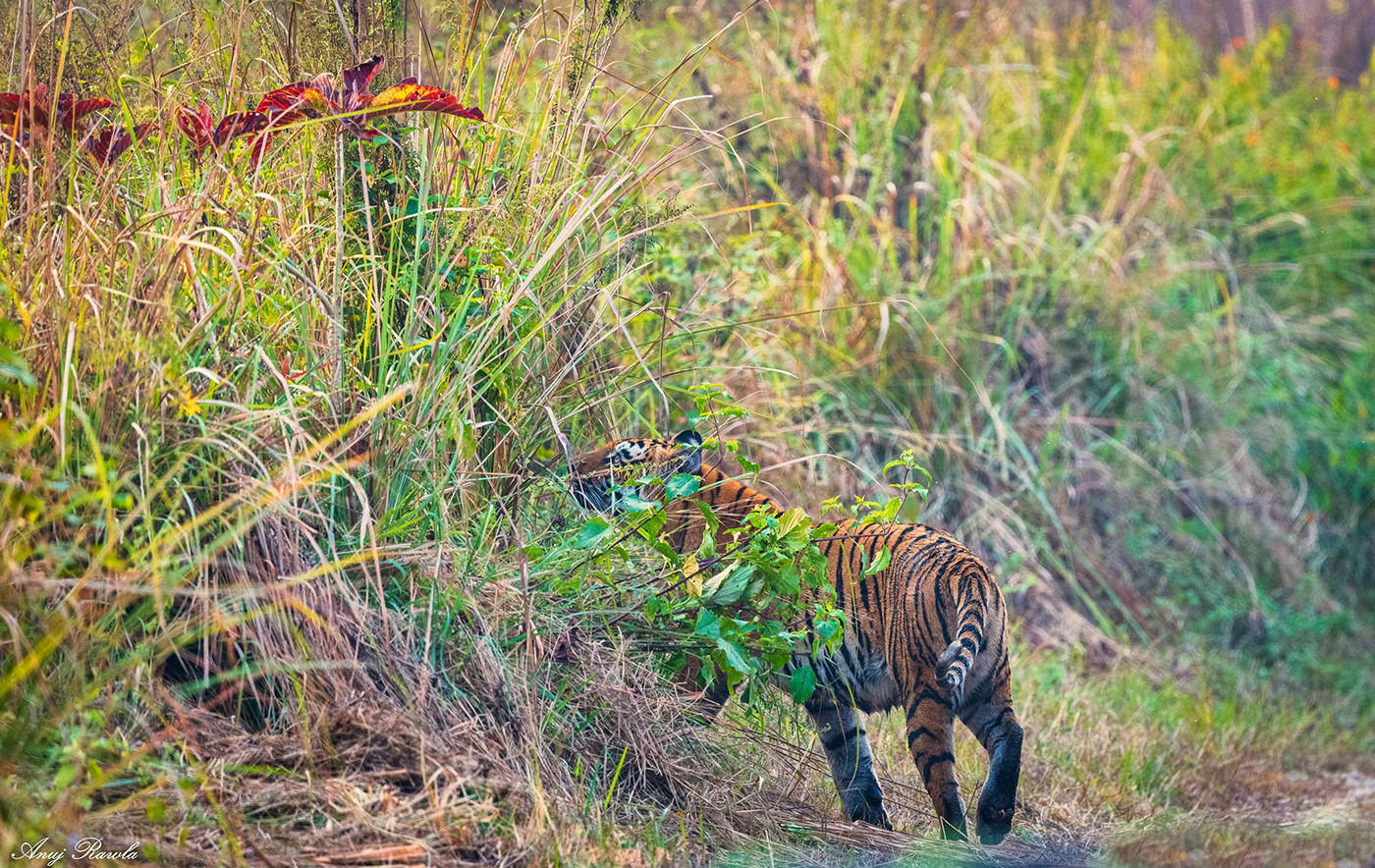 bird jungle Landscape Leica Nature Nikon Photography  sunset tiger wildlife