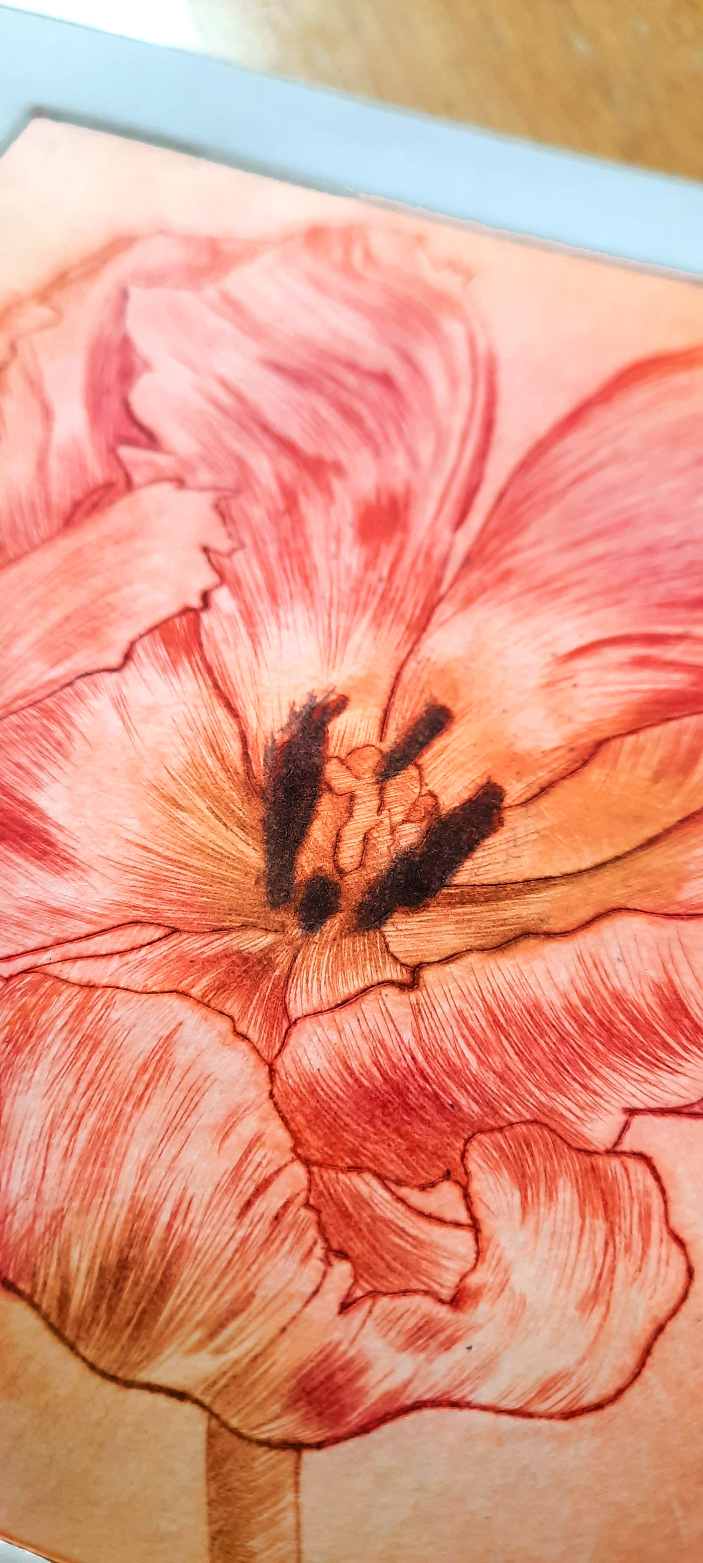 artwork Drawing  DryPoint engraving etching Flowers ink Nature painting   printmaking