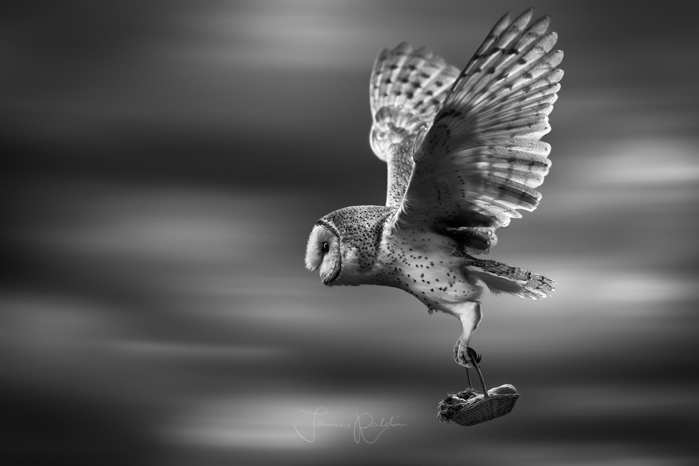 owl fantasy newborn conceptual bird imagination composition flight fairytale fine art