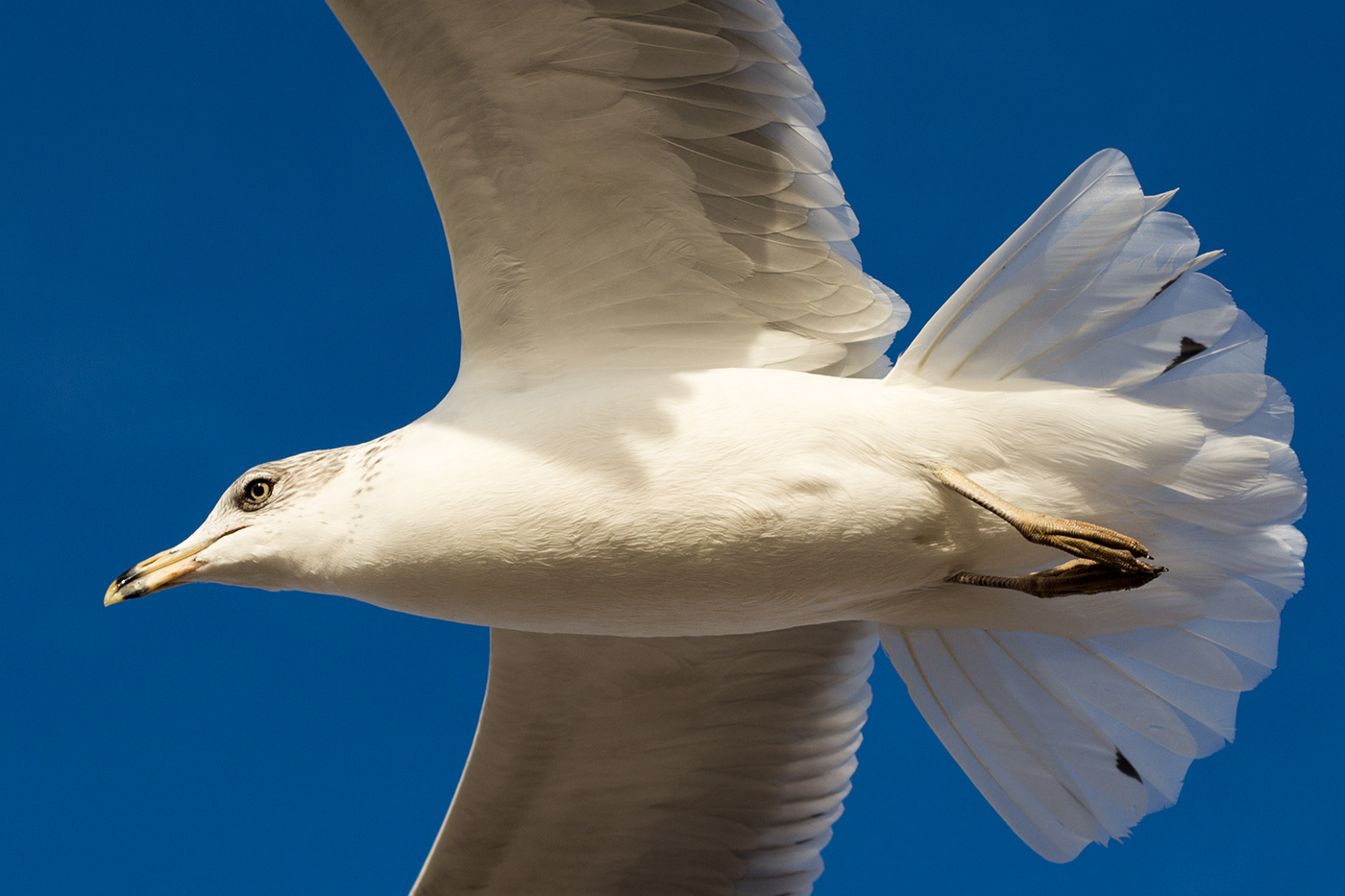 wildlife seagulls beach Fly birds Travel freedom inspiration calm goldenhour
