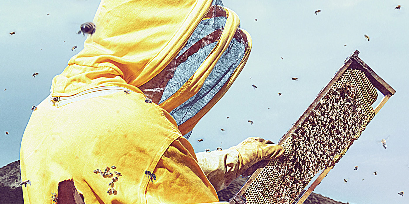 abejas Apiário apiary bees yellow hazard