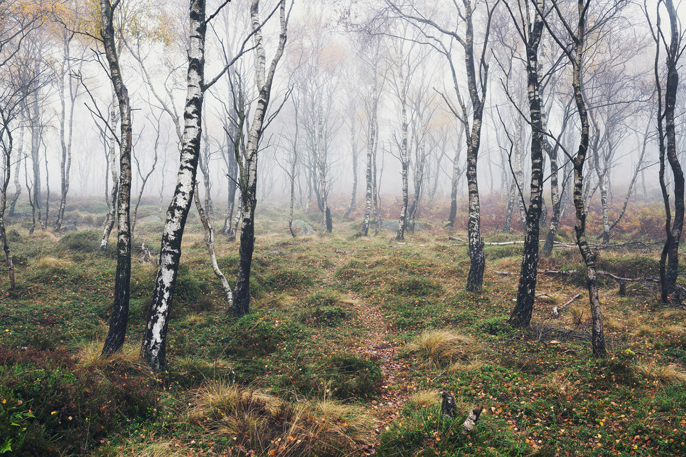 autumn birch fog forest Grove mist Nature woodland Landscape Treescape