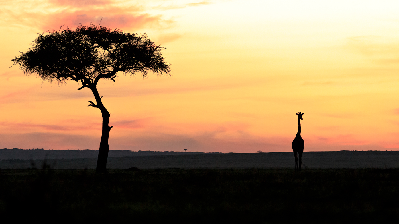 Landscape kenya sunset Sunrise animals in sun africa