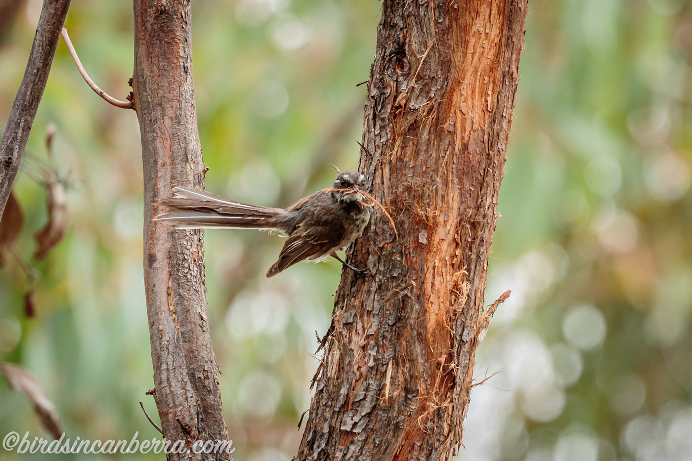 Australia bird canberra Canon Landscape macro Nature wildlife Wildlife photography