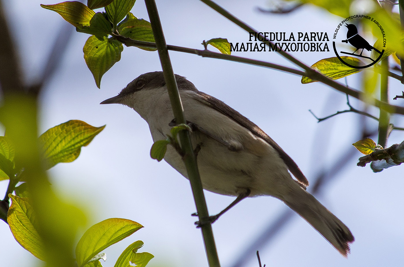 Ficedula parva birds wildlife Russia volgograd