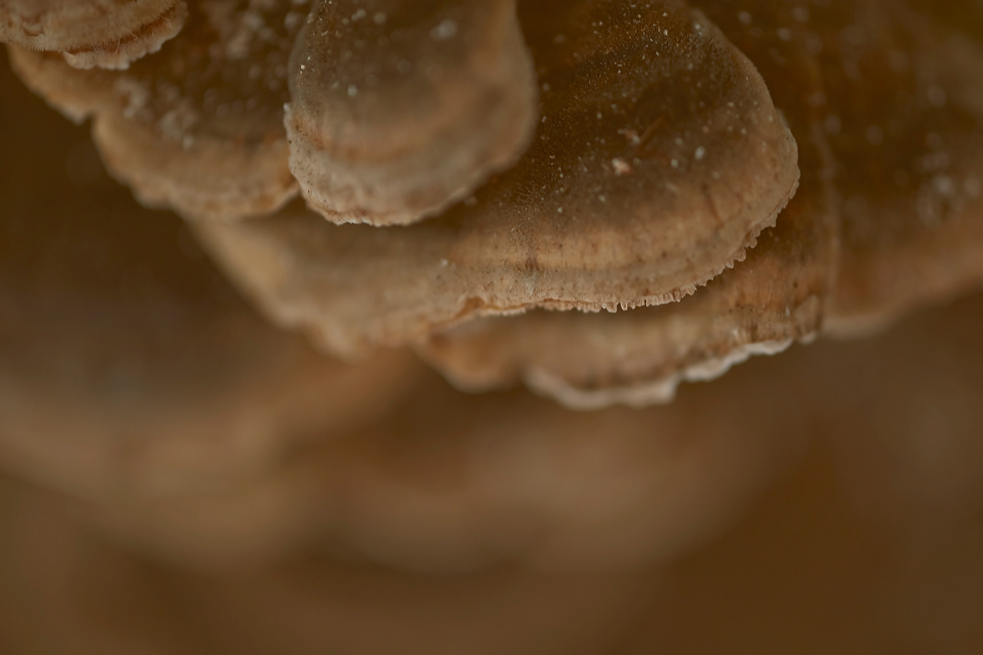 macro bark forest mushroom texture ambiance melancholia micro microcosm close-up