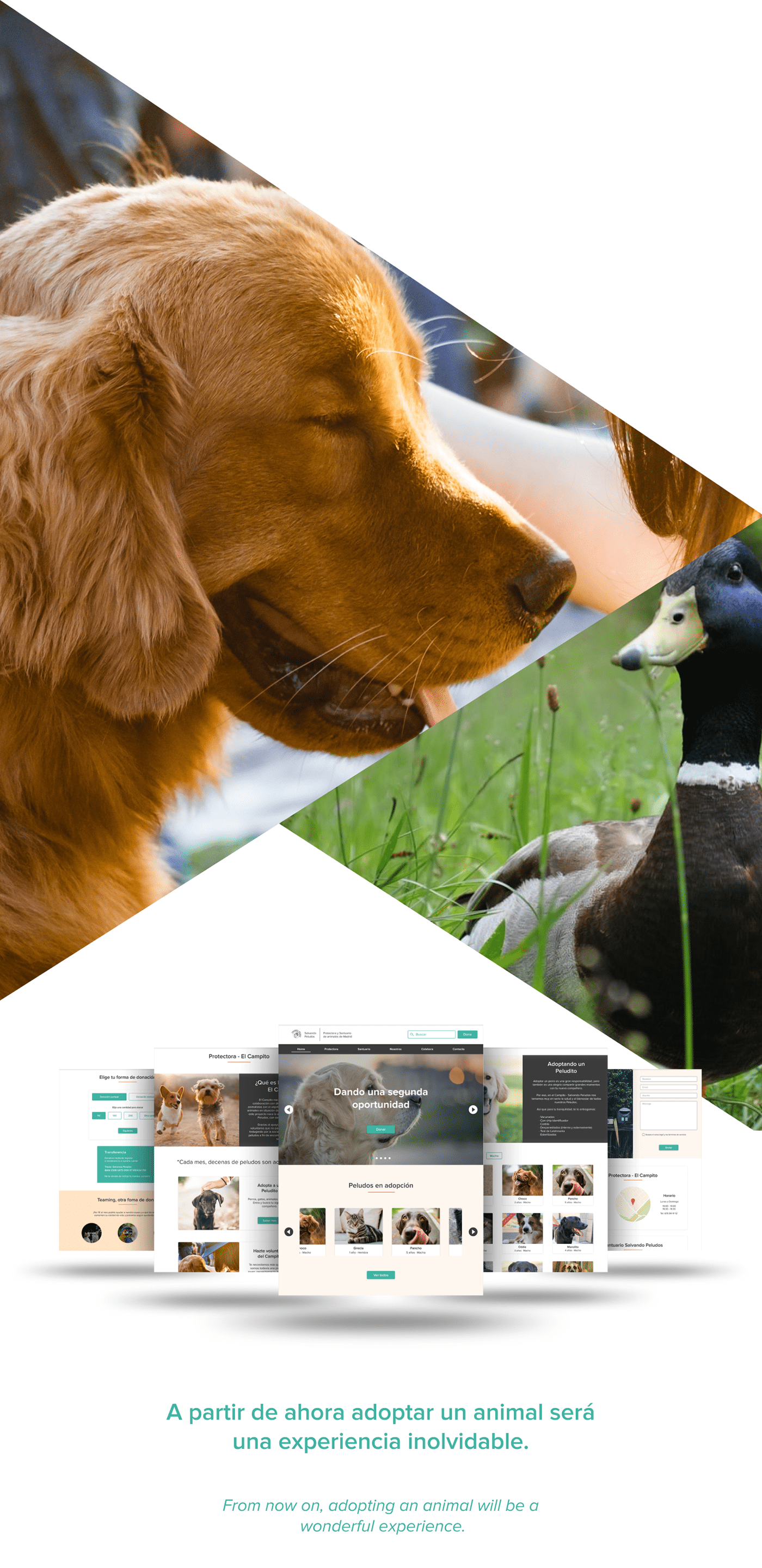 animal shelter design thinking Diseño web redesign rediseño UI ux Web Design 