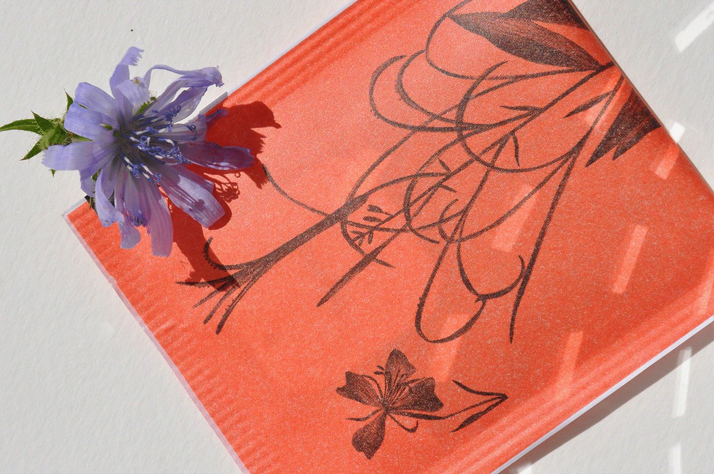 botanical illustrations Branding Identity herbal tea ILLUSTRATION  Packaging Pencil drawing tea
