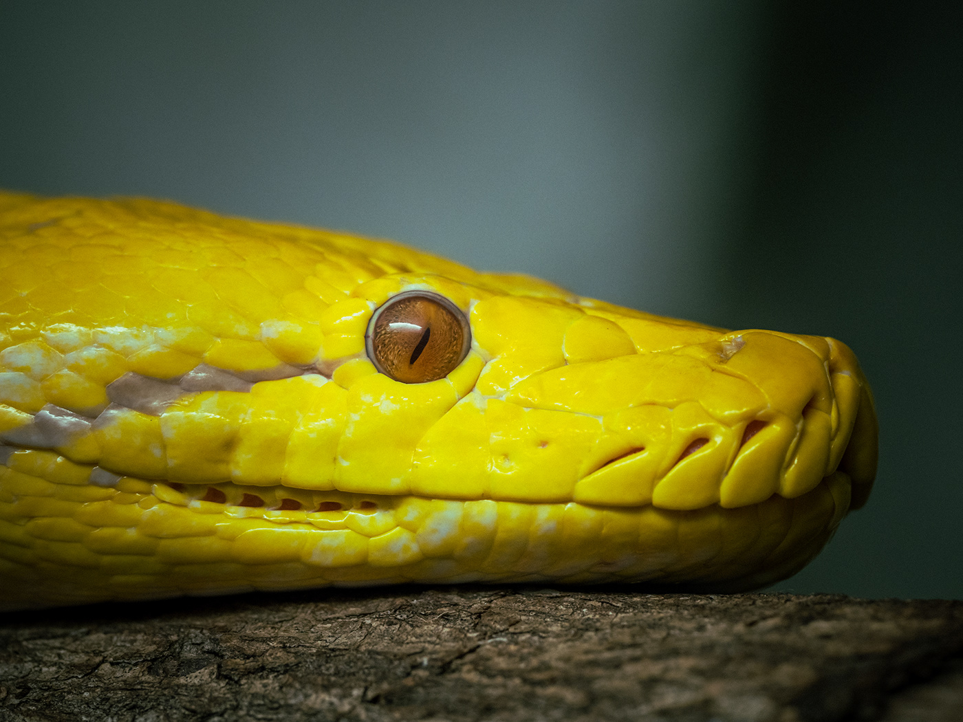 animal Colourful  Diversity macro Nature nature photography Photography  reptile snake snakes