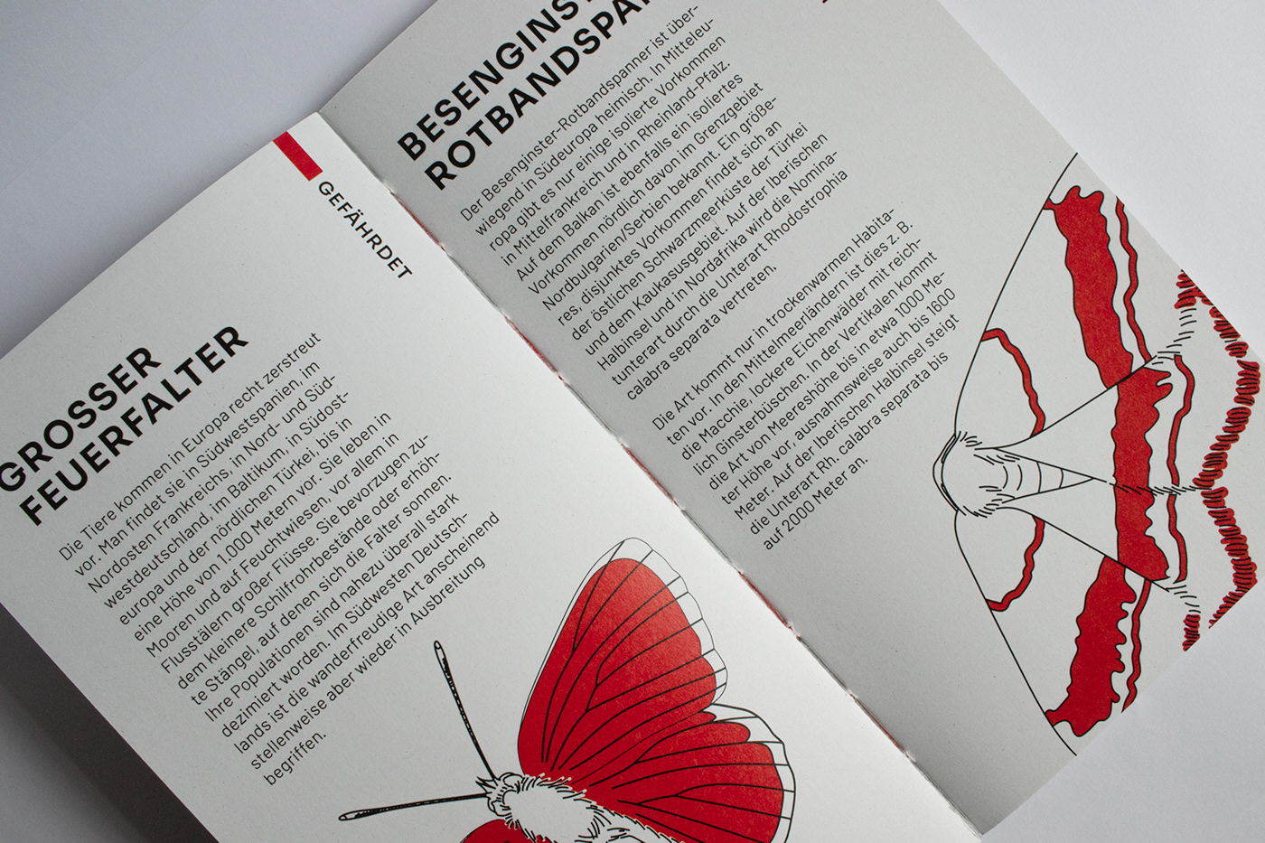 book design editorial design  ILLUSTRATION  illustration design print design  typography   typography design