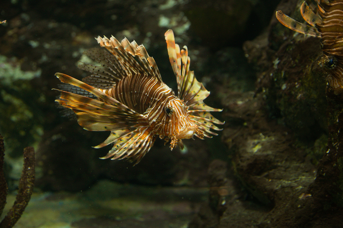Behance animals sea fish aquarium Nature Photography  beauty