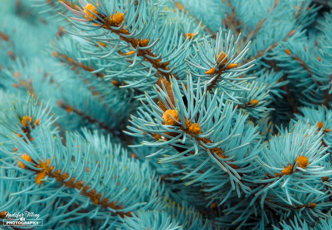 pine Tree 