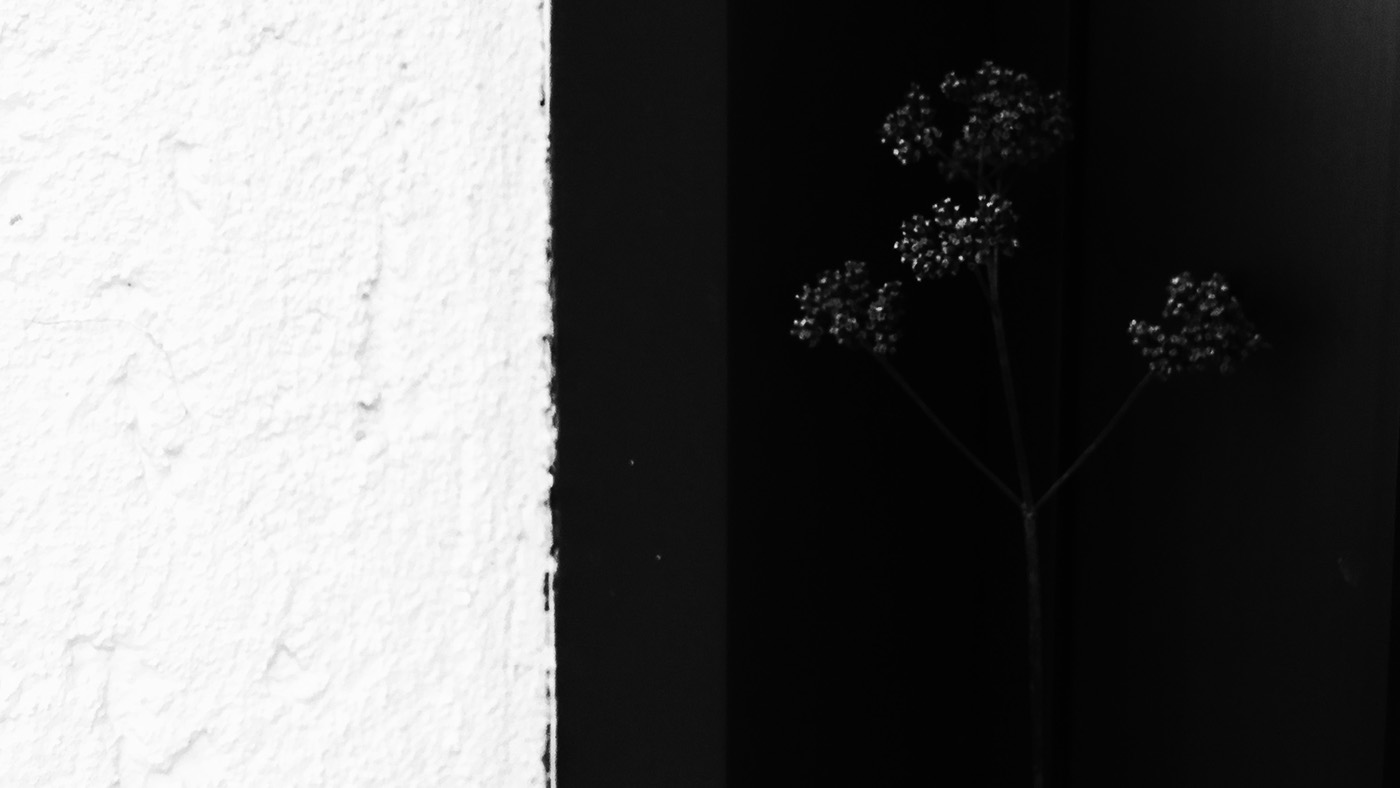background rose black White