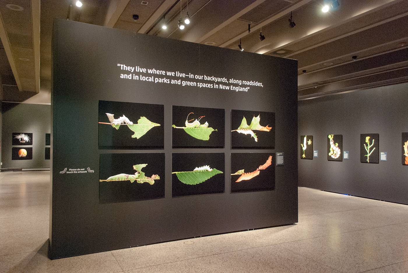 EXHIBIT DESIGN museum graphic design  science design Education natural history caterpillars