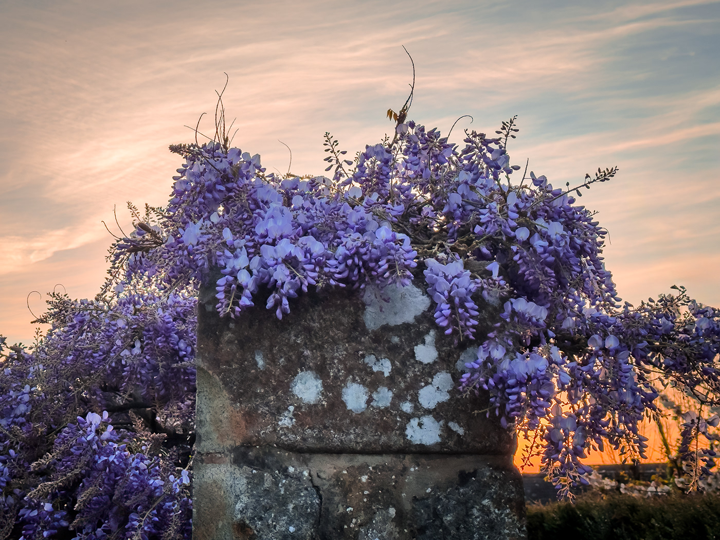 Sunrise Flowers floral spring wisteria lilac Magic   Photography  lightroom Nature