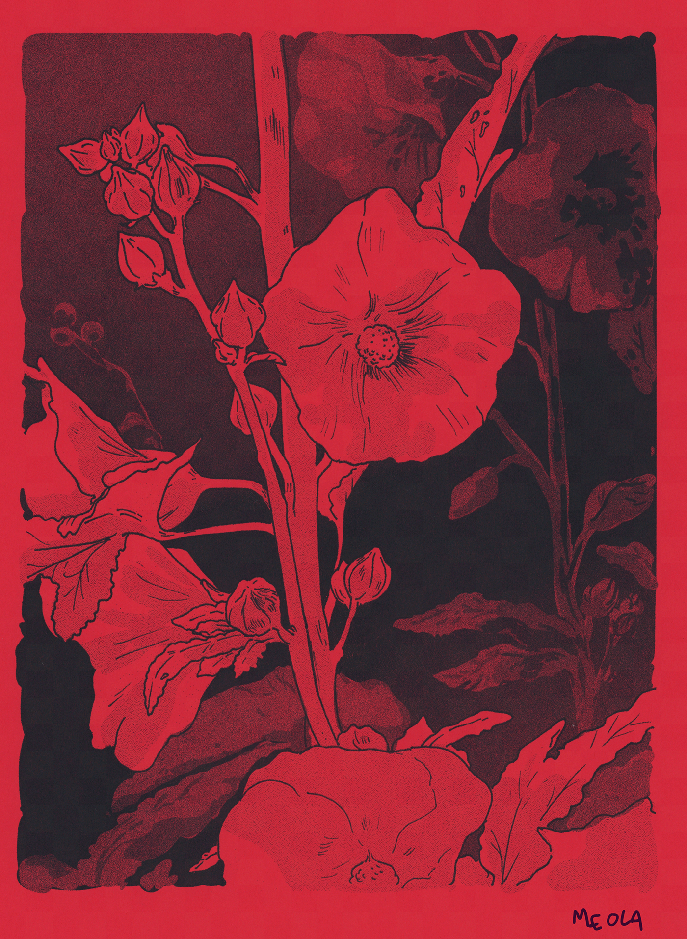 Drawing  flower garden gianna meola ILLUSTRATION  Nature print printmaking Riso risograph