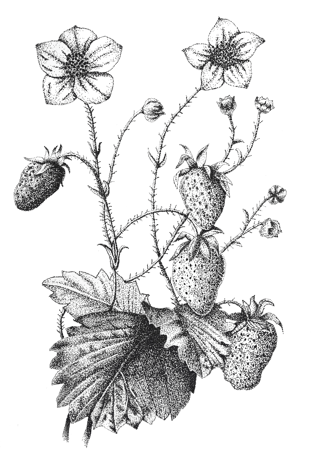 flor nativa Flora chilena fruta nativa frutilla chilena ilustración análoga infografia infografia flora potentilla chiloensis puntillismo tiralíneas