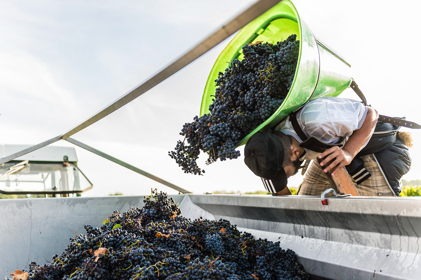 Adobe Portfolio wine grape harvest Pomerol saint Emilion
