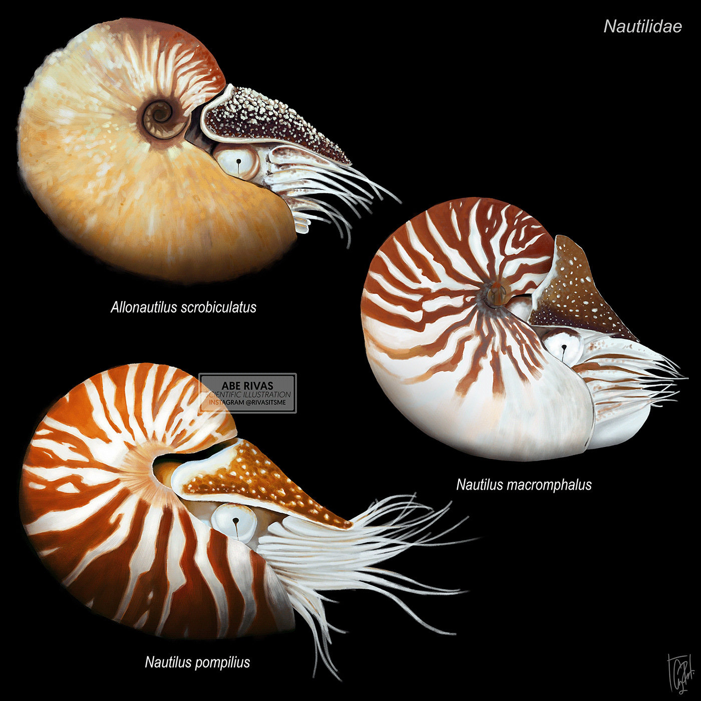 animals biology cephalopod digital painting marine biology Nature nautilus science scientific illustration