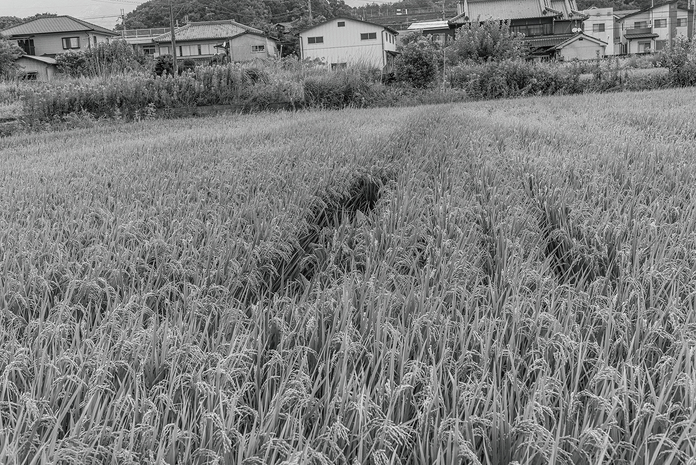 black and white countryside japan monochrome template Wakayama Prefecture