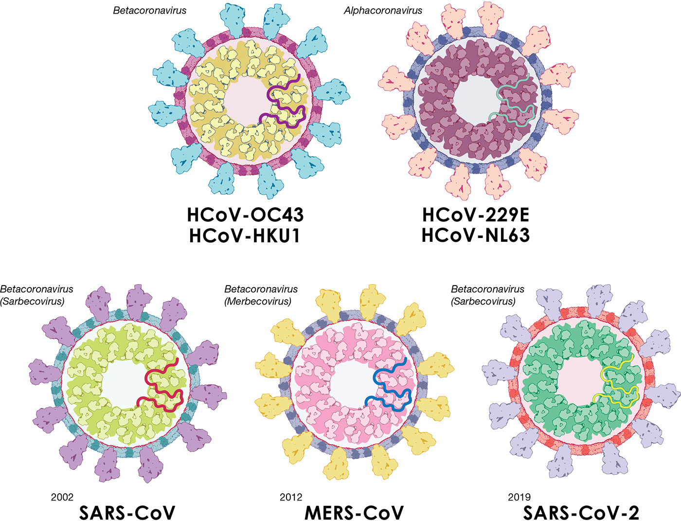 Types of coronavirus including SARS-CoV-2