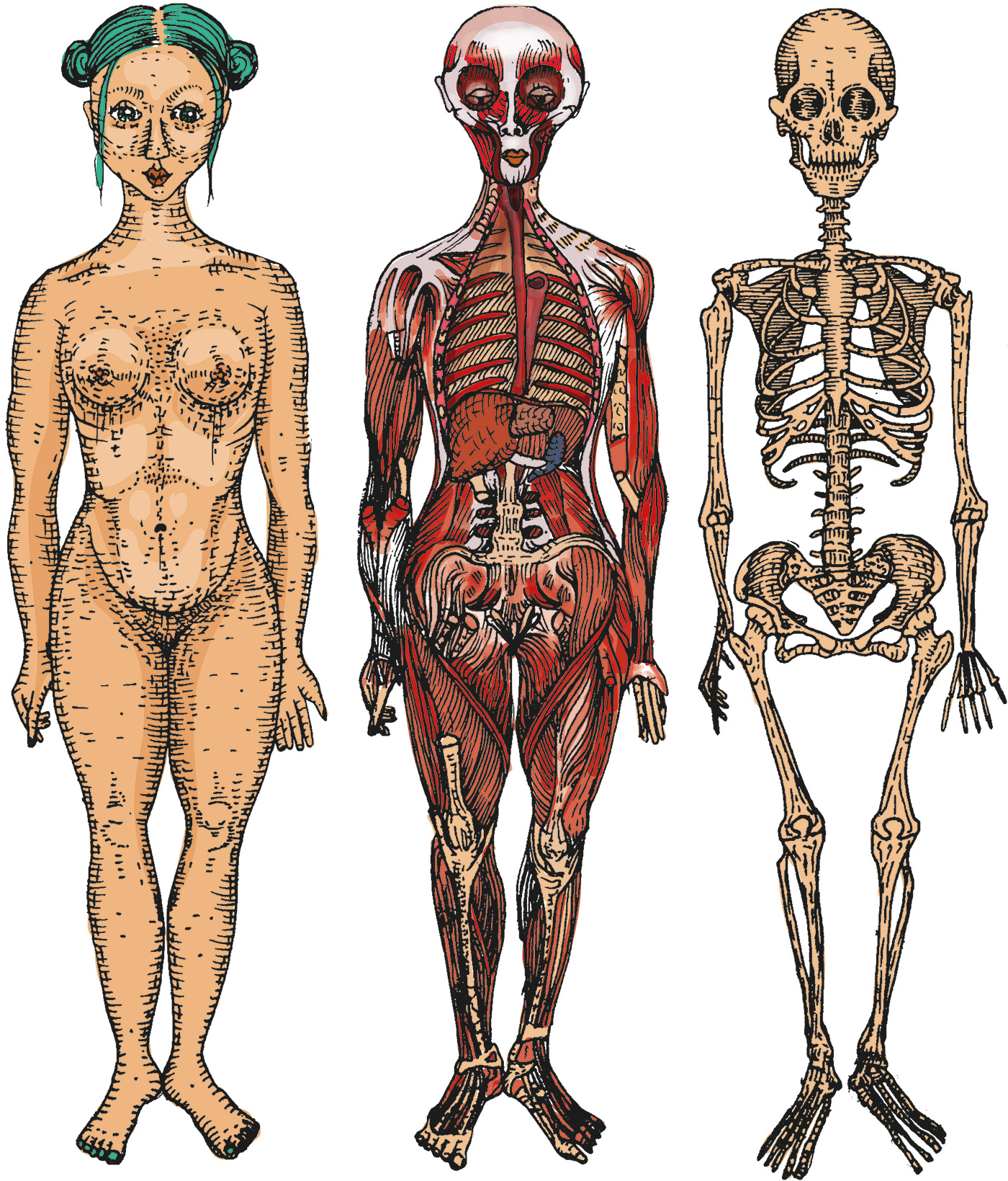 anatomy,ILLUSTRATION ,anatomical,digital,Drawing ,biology,female,medical,sc...