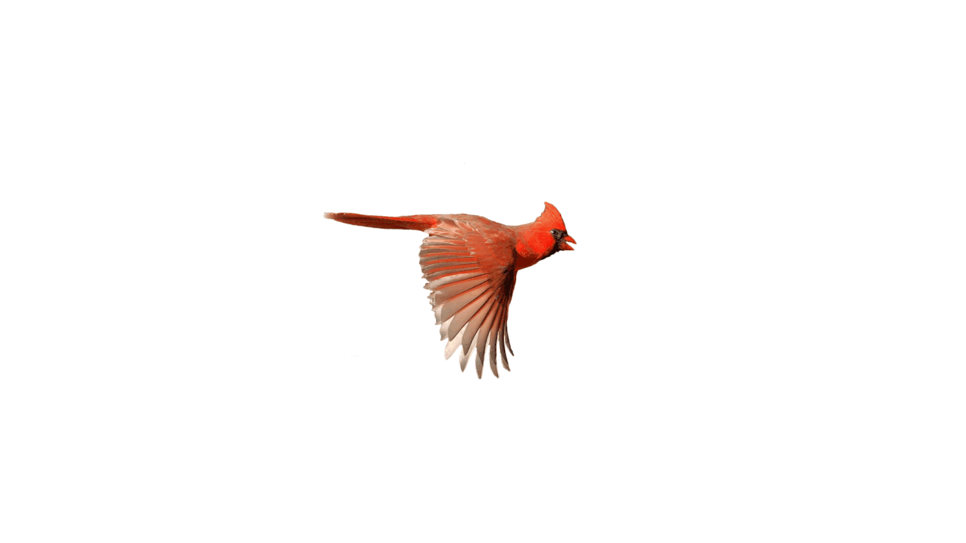 airline cardinal Logo Design bird logo Airline Branding plane Airways