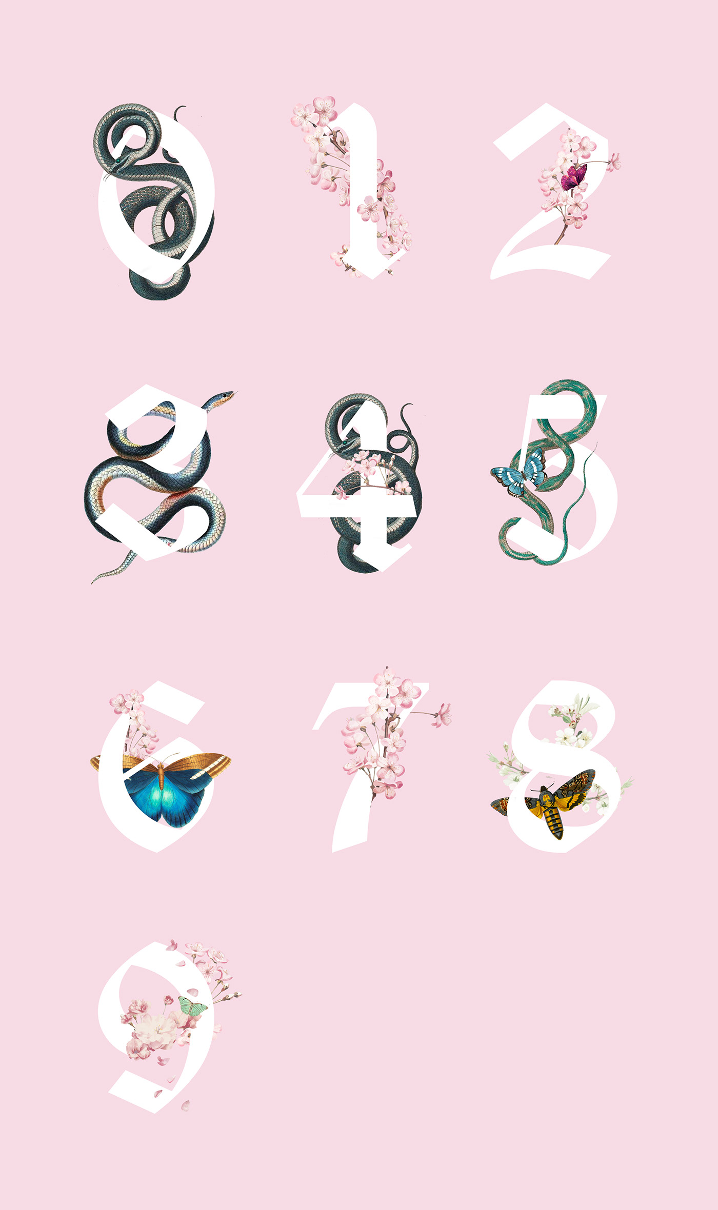 Blackletter Cherry Blossom color design floral Nature old english typography   butterflies ILLUSTRATION 