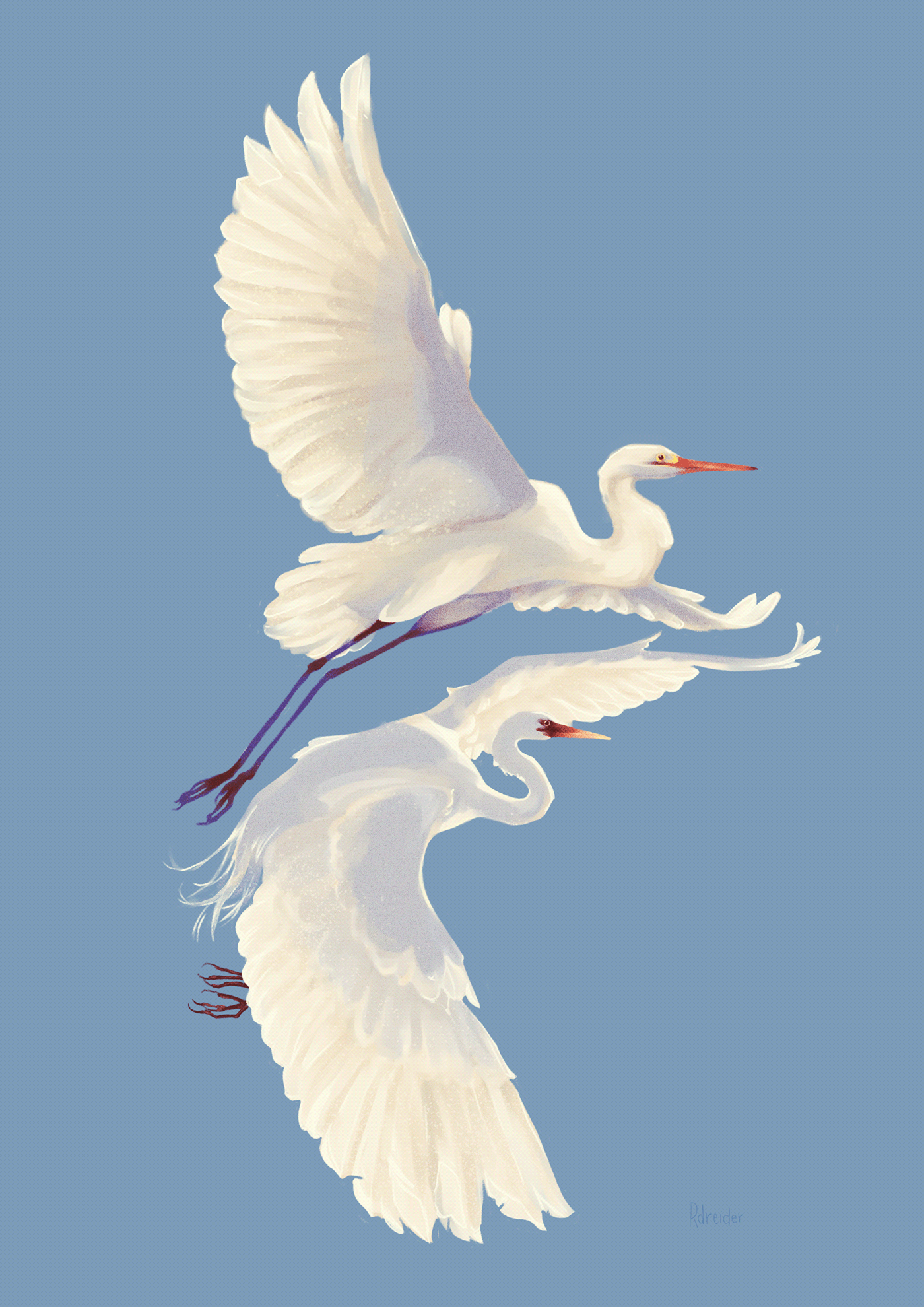 birds colorfull Digital Art  digital illustration ILLUSTRATION  Nature poster White bird