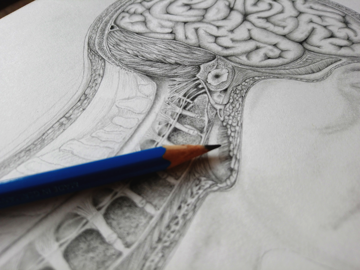 anatomical drawing anatomy brain dibujo anatónomico encephalon graphite illusration ilustración científica pencil scientific illustration