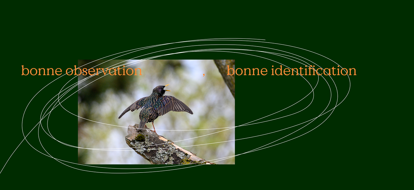 birds branding  Figma identity Interface Logotype oiseaux Web Website xD