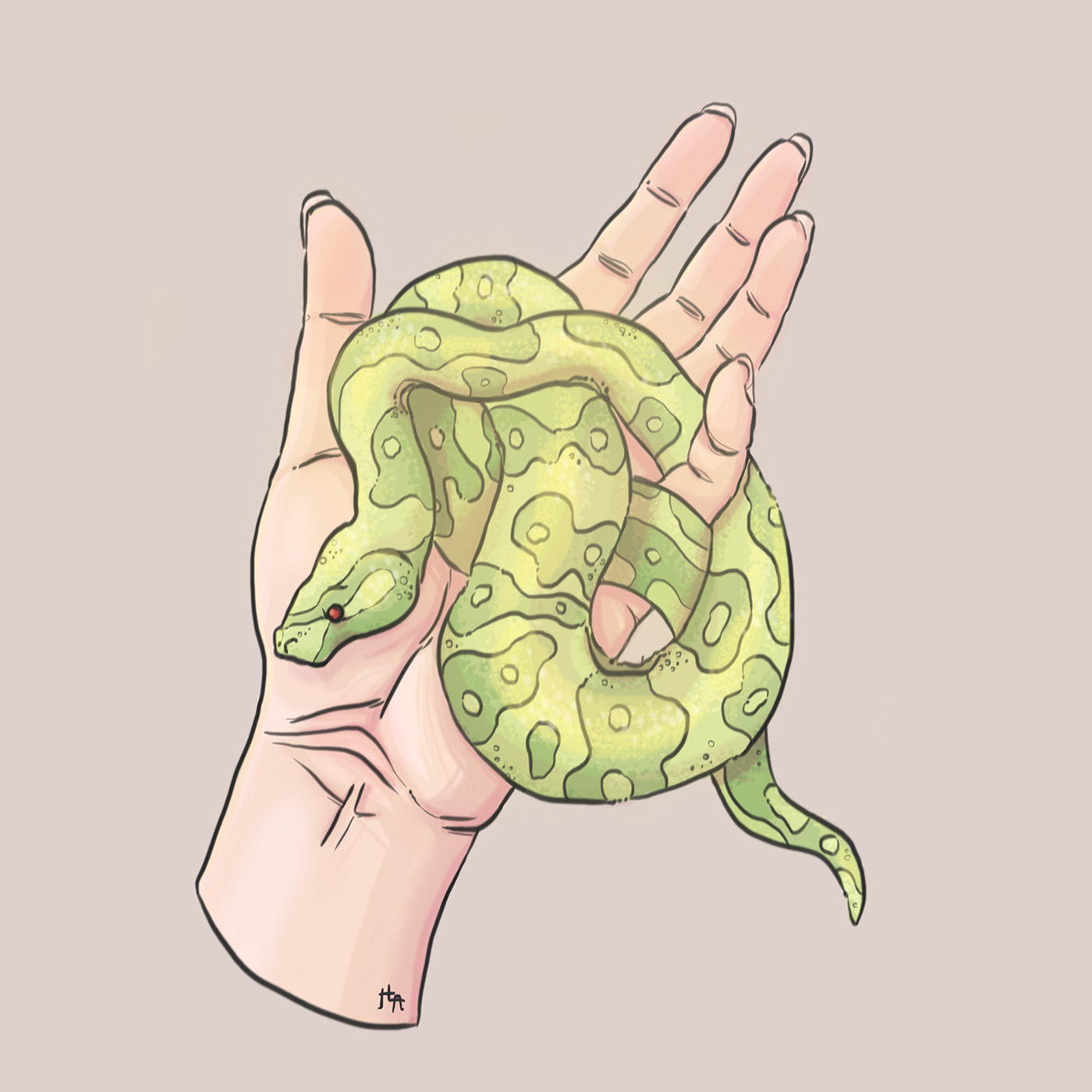 snake animal animals hand study reptile ILLUSTRATION  digitale sketchbook pro green
