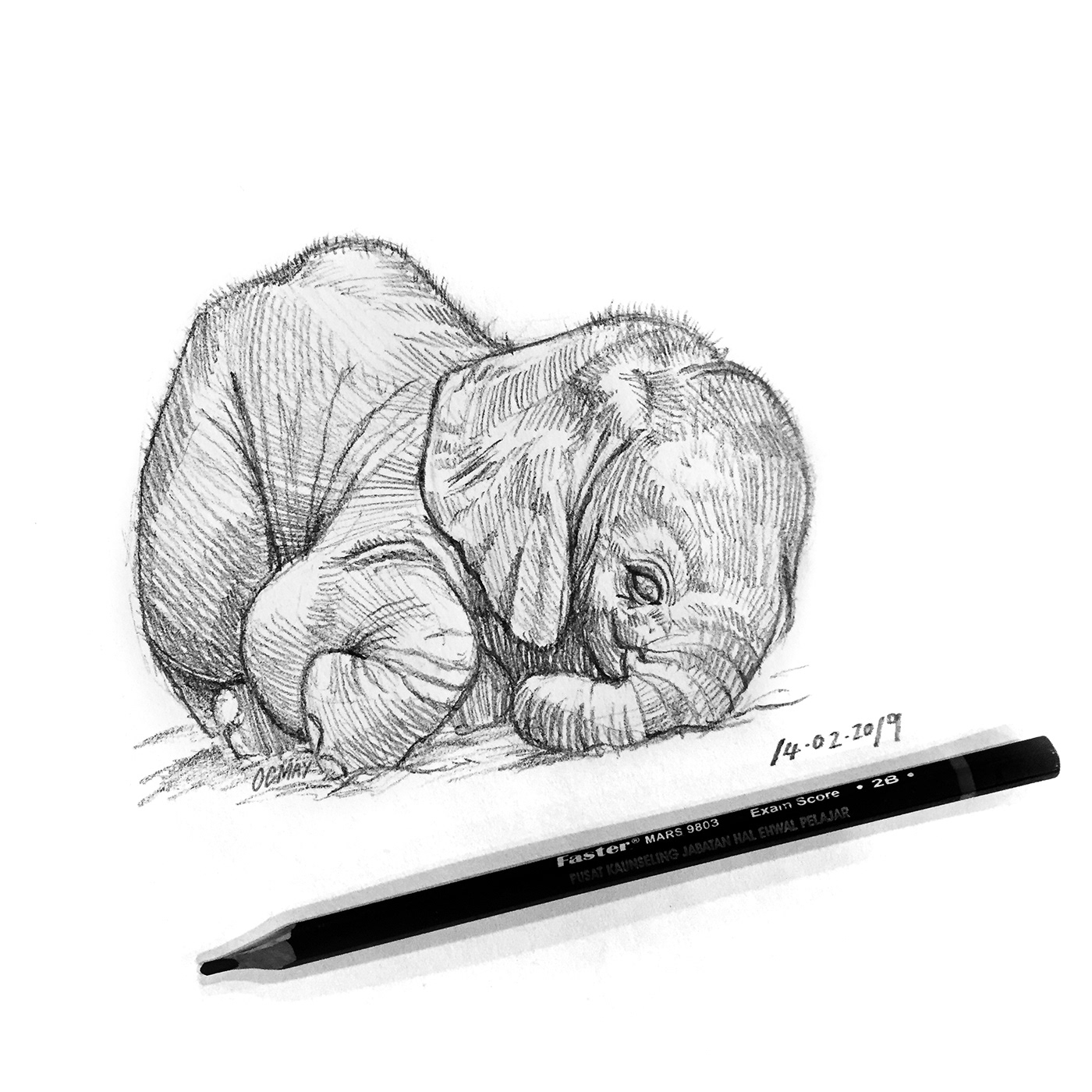 daily sketching wild animals furry 动物素描 pencil sketch Hand Drawing 手绘素描