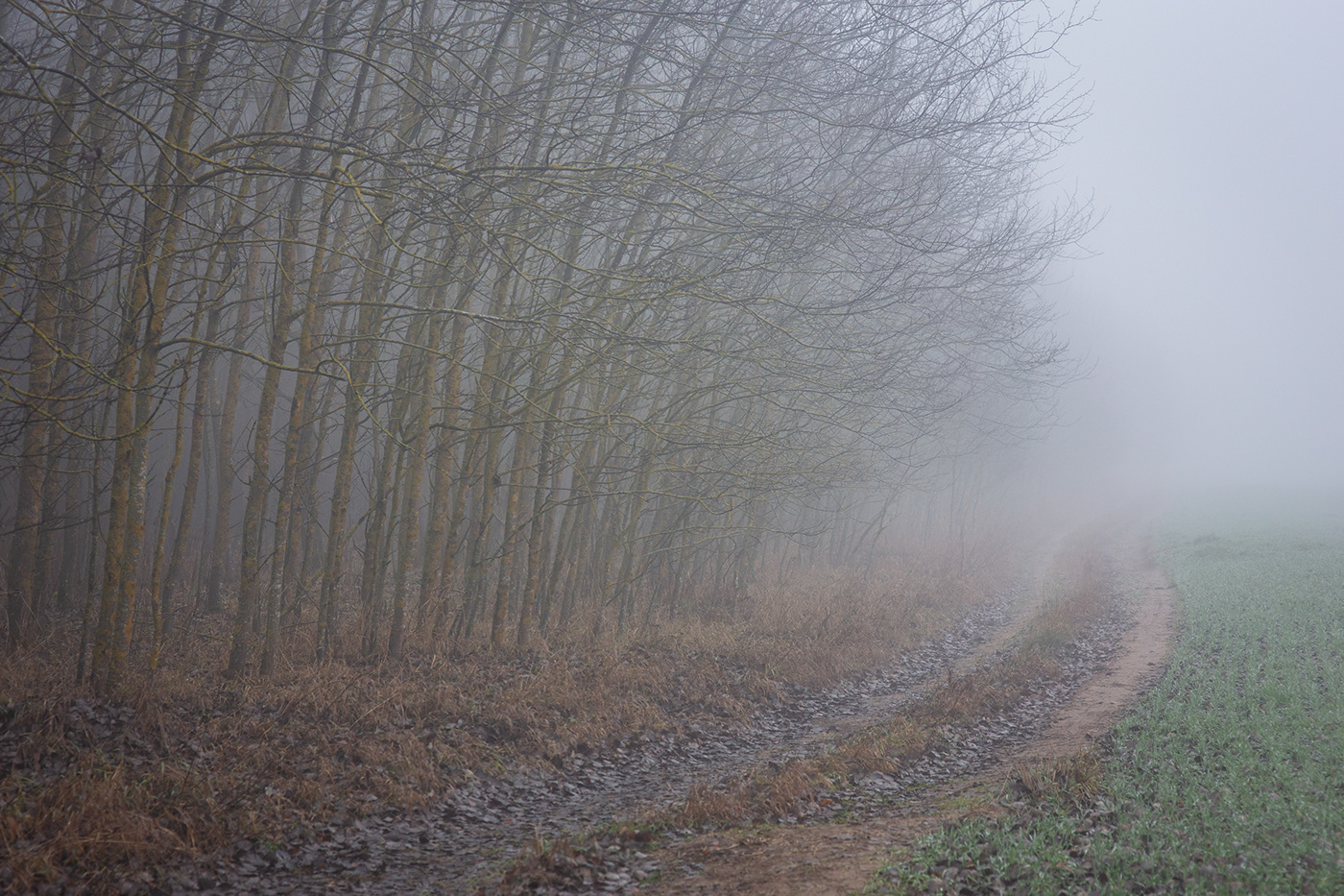 fog Fog Photography Landscape lietuva lithuania Mindaugas Buivydas mist tree art winter