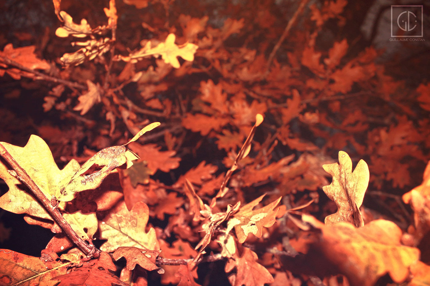 Fall autumn leaves pictures Photography  photoshop trees tawny
