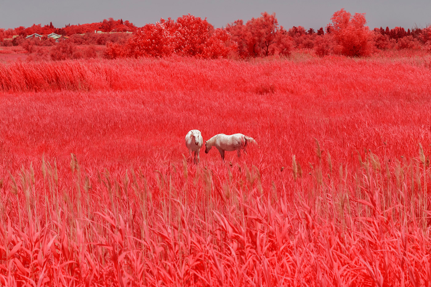 Aerochrome flamingo france infrared infrared photography Landscape Nature Park Photography  Camargue