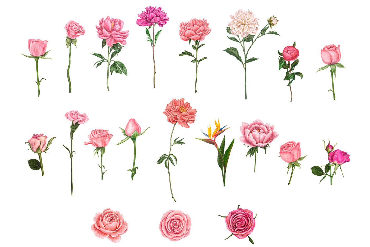 Roses botanical illustration botany flower surface design pattern design  peony protea greeting card Tender