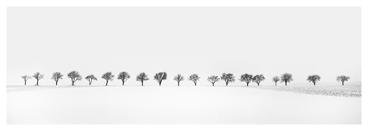 Gerald Berghammer | Cherry Trees in snow Field, cherry avenue, Austria | Available for Sale