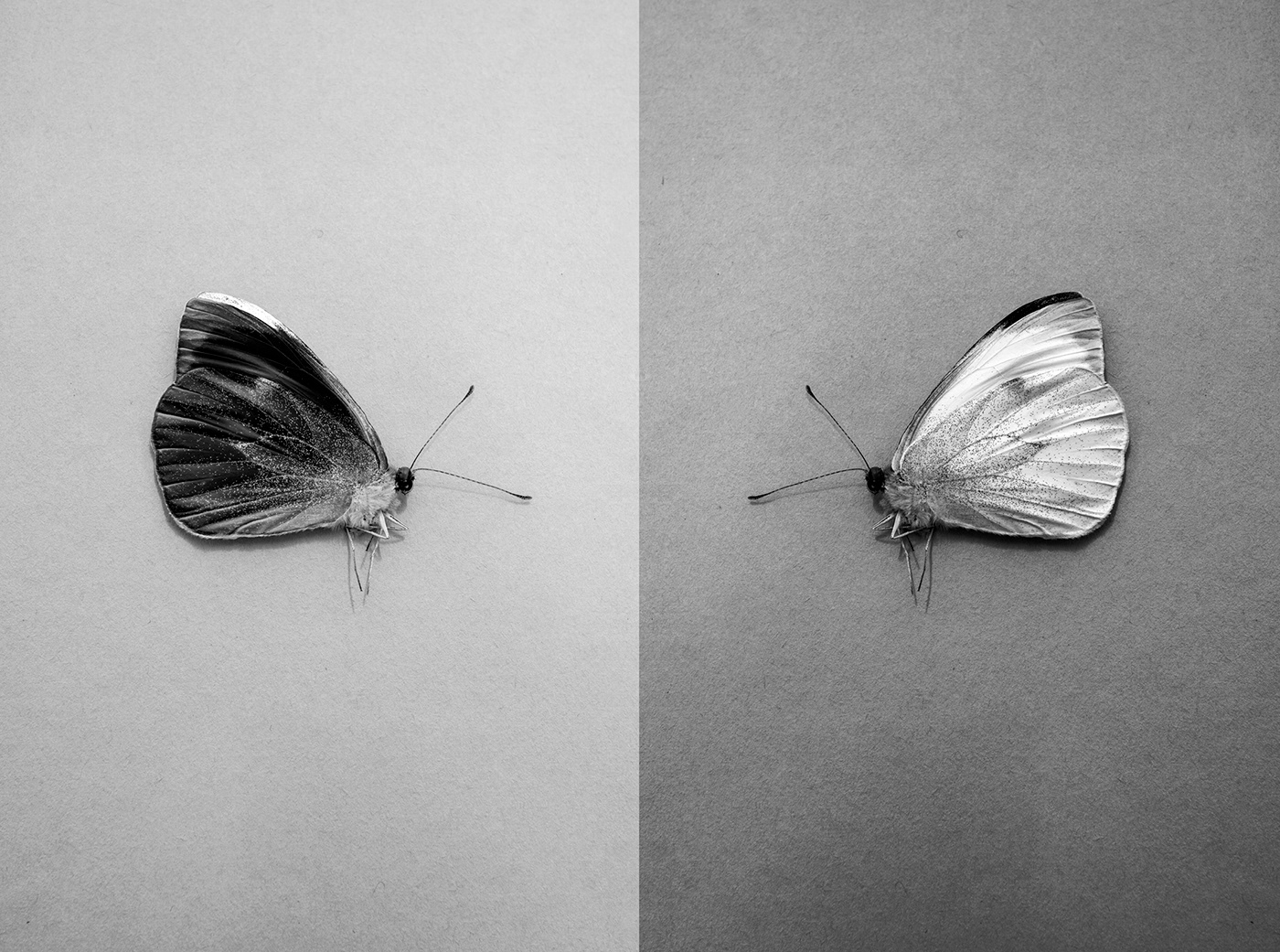 blackandwhite Photography  Edited contrast reversal black reflection kunst inspire art