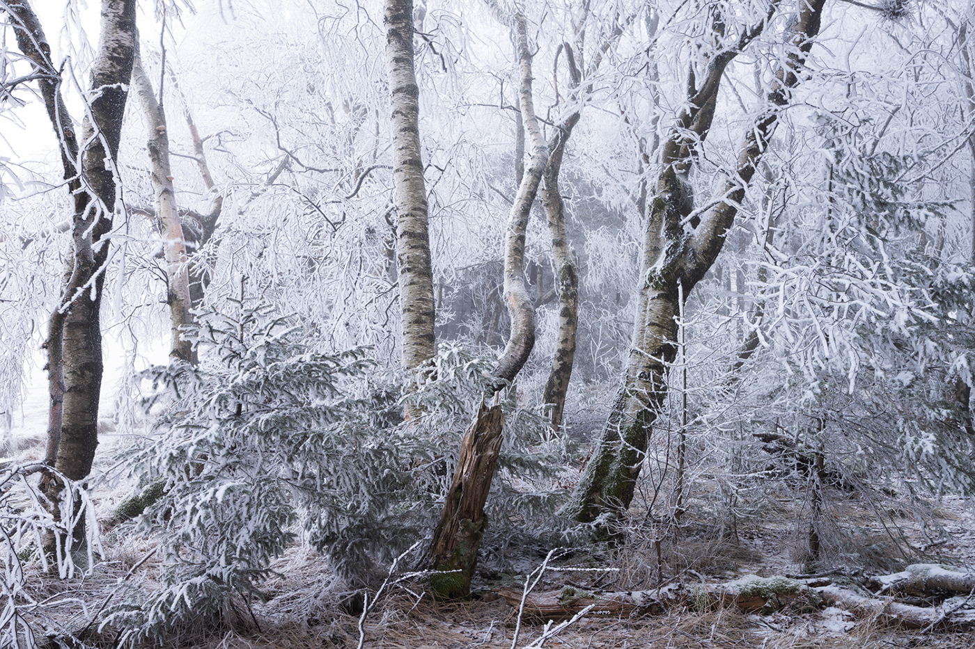 Treescape Nature Landscape Moorland hoarfrost winter Beech Tree  frozen Grove forest