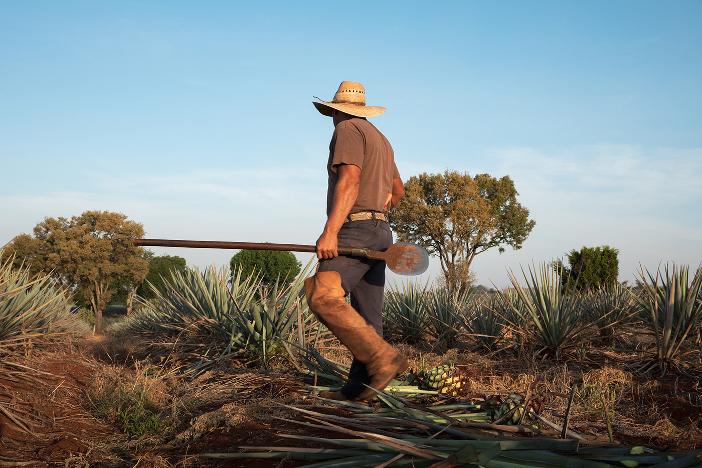 Tequila mexico jalisco Landscape Nature portrait agave Maguey alcohol mens