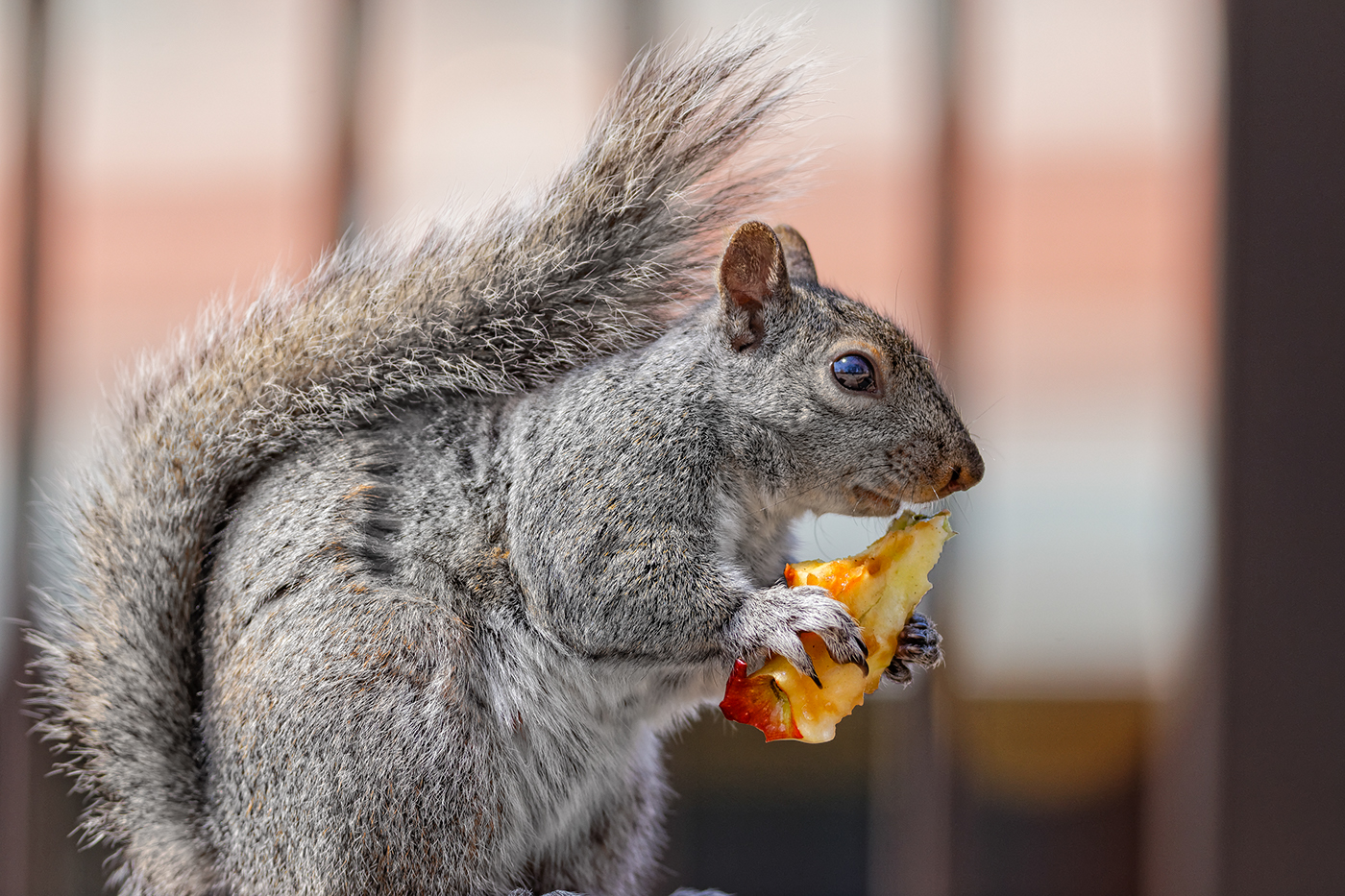 squirrel apple Eating  animal rodent