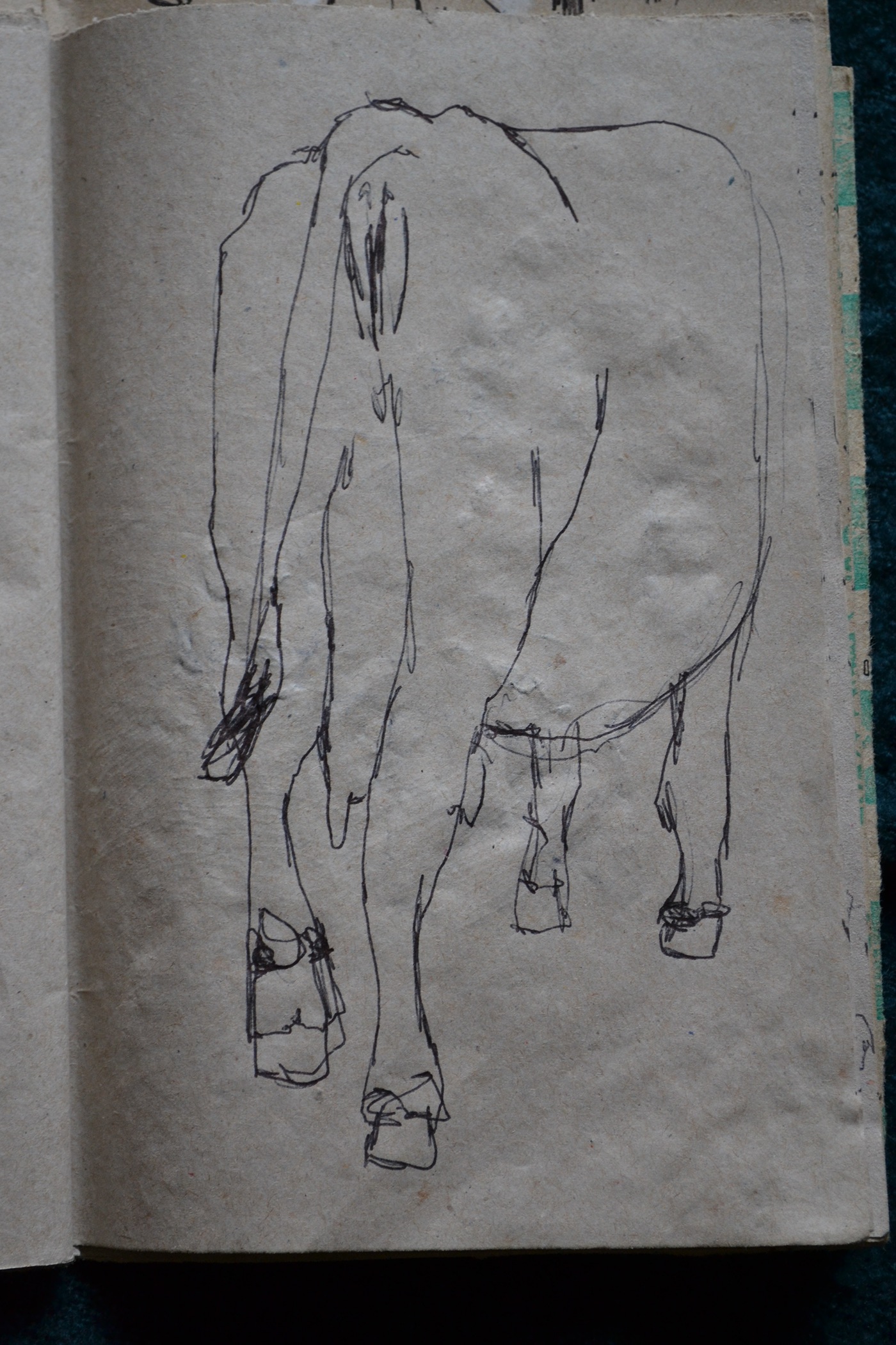 cow Drawing  ink sketches