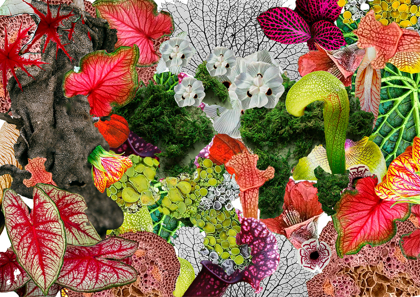 collage art plants Nature botanical
