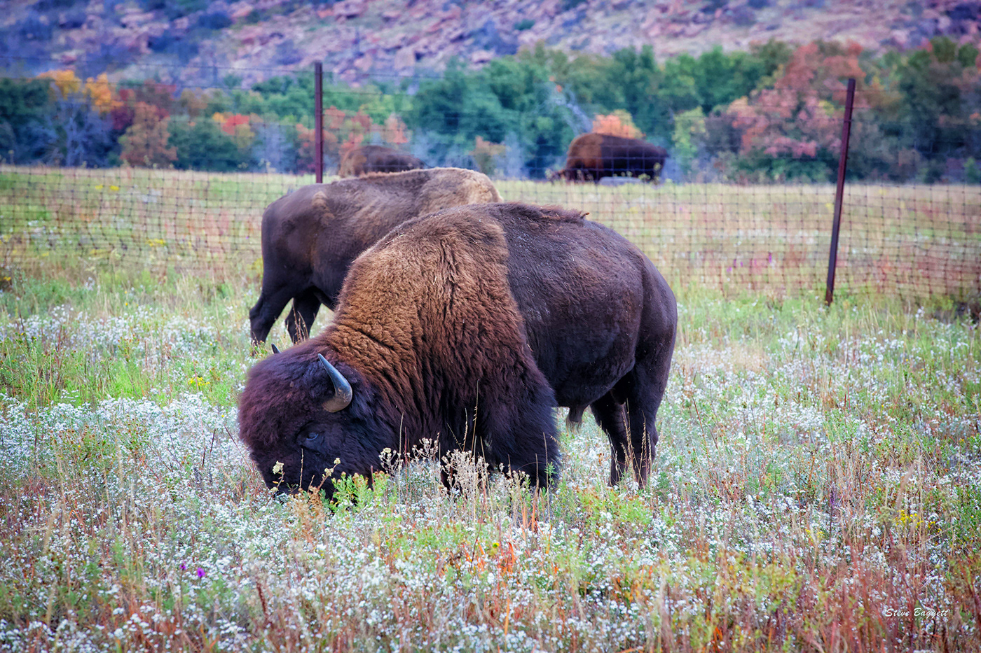 Buffalo longhorns oklahoma wichitas